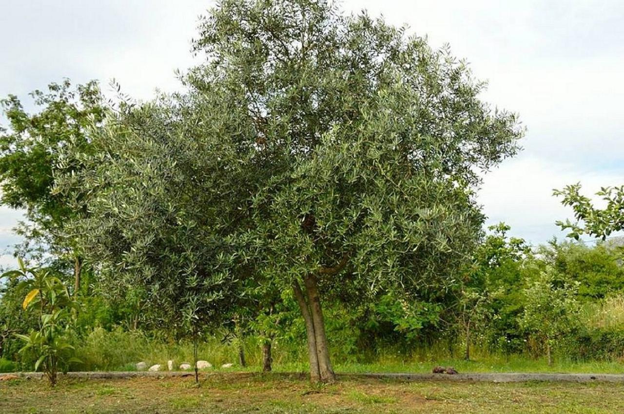 וירפזאר Ivan'S Holiday Home מראה חיצוני תמונה
